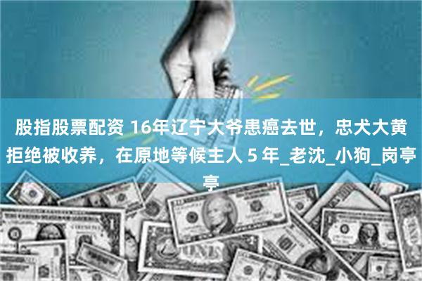 股指股票配资 16年辽宁大爷患癌去世，忠犬大黄拒绝被收养，在原地等候主人５年_老沈_小狗_岗亭